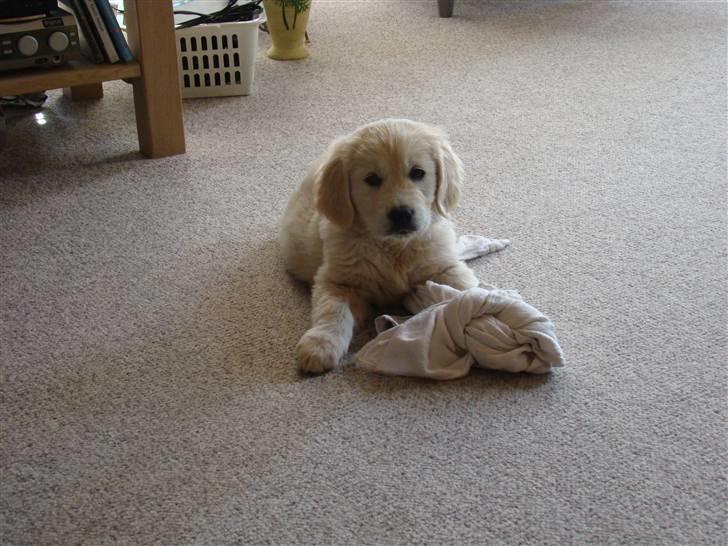 Golden retriever Balou.. - hehexD billede 7