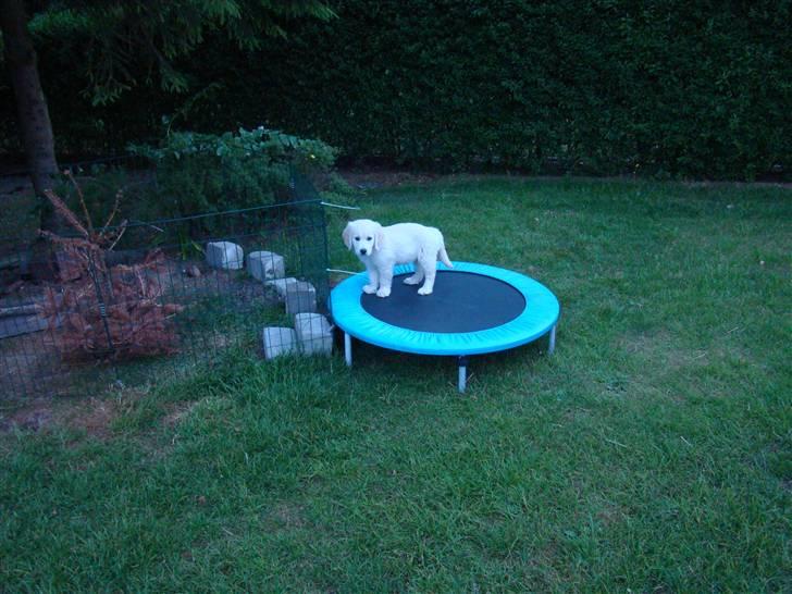 Golden retriever Balou.. - Jeg hopper:-) billede 8