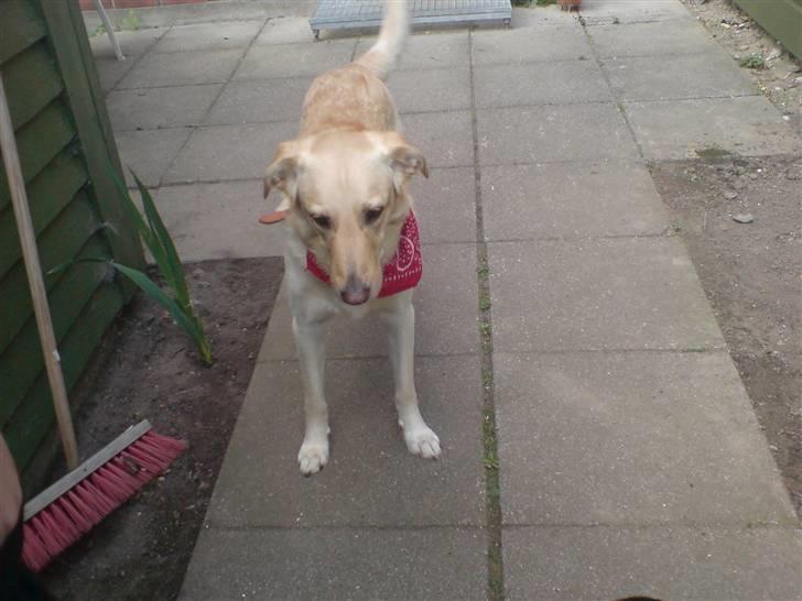 Blanding af racer rex  billede 17