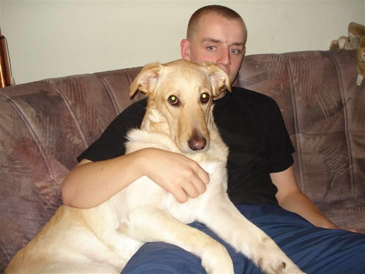 Blanding af racer rex  - Fars hund billede 18