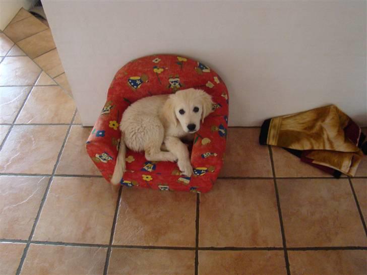 Golden retriever Balou.. - hihi billede 9