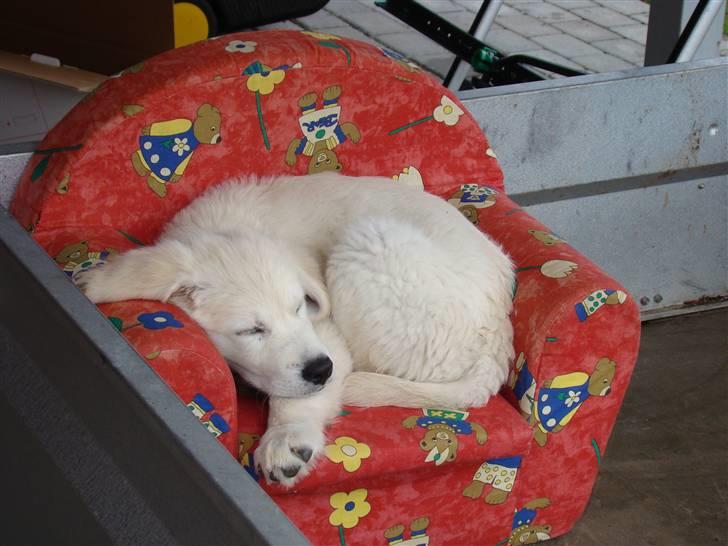 Golden retriever Balou.. - I min gode stol, i traileren billede 10