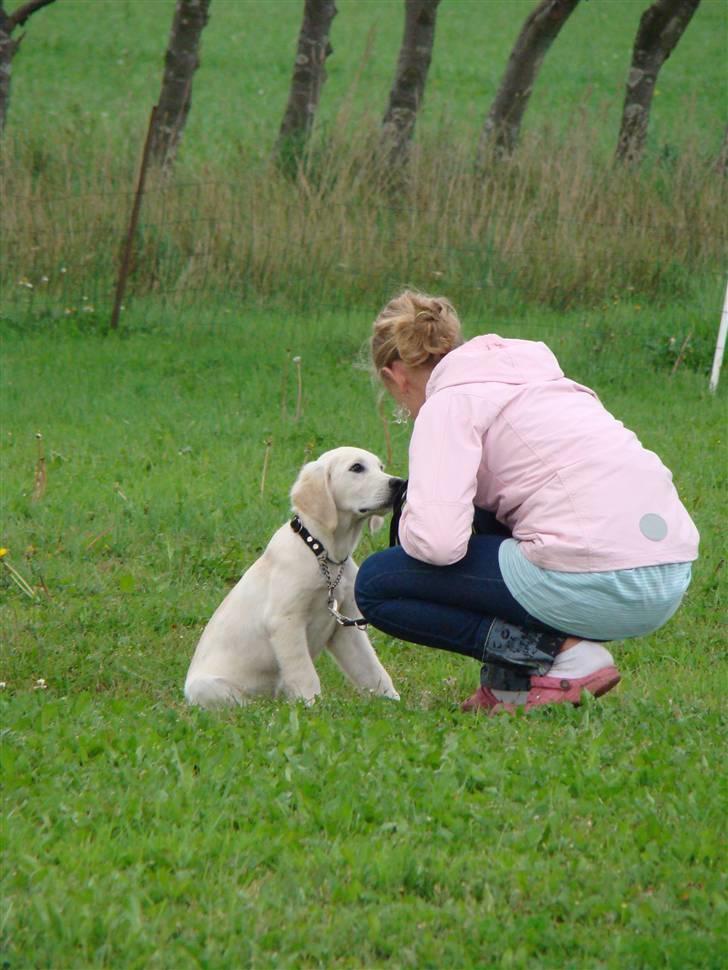 Golden retriever Balou.. - Min Storesøster til træning. billede 11