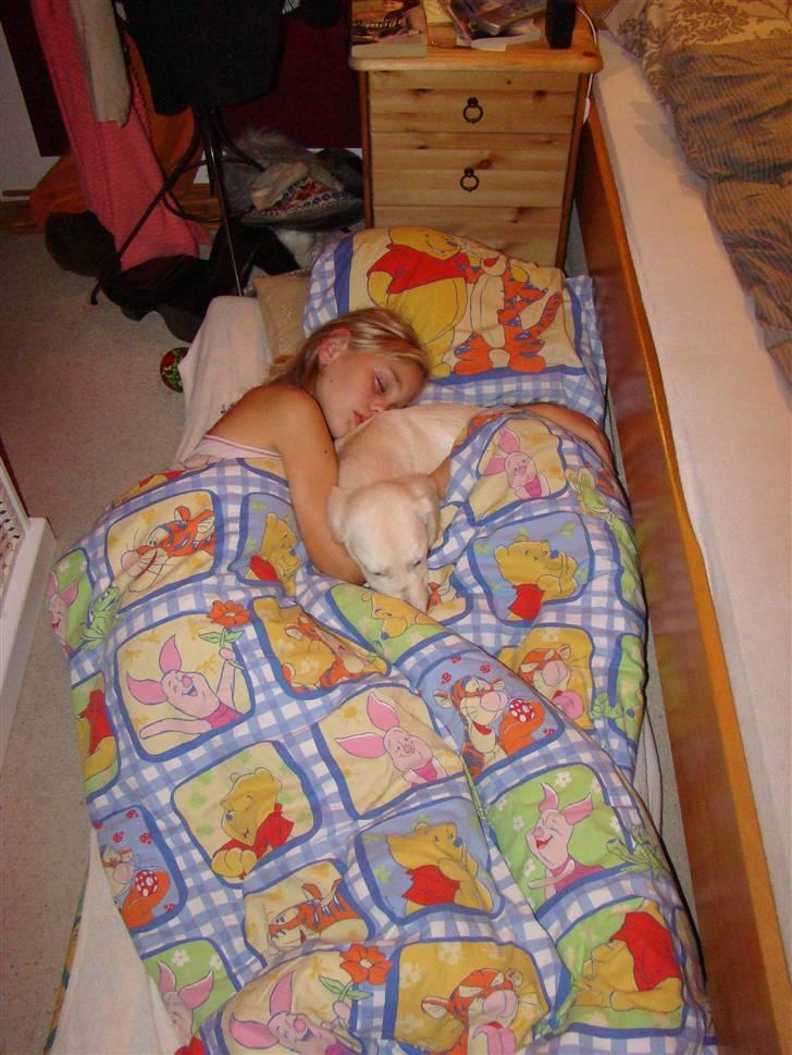 Golden retriever Balou.. - Jeg sover med Balou..! billede 12