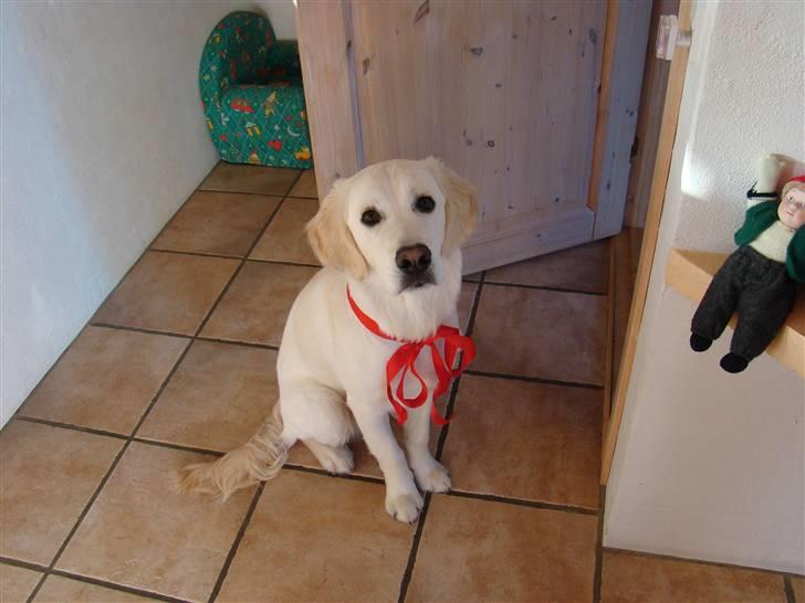 Golden retriever Balou.. - Juleaften:-) billede 13