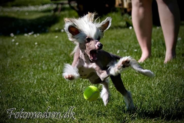 Chinese crested hårløs Penni R.I.P. - Penni i fuld leg billede 4