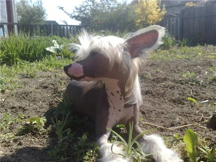 Chinese crested hårløs Penni R.I.P. - Nyder det gode vejer billede 6