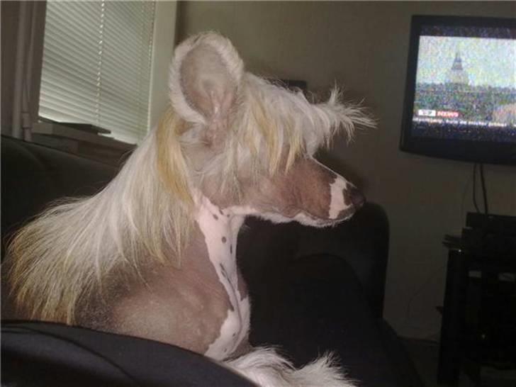 Chinese crested hårløs Penni R.I.P. - Så smuk er jeg blevet.. billede 7