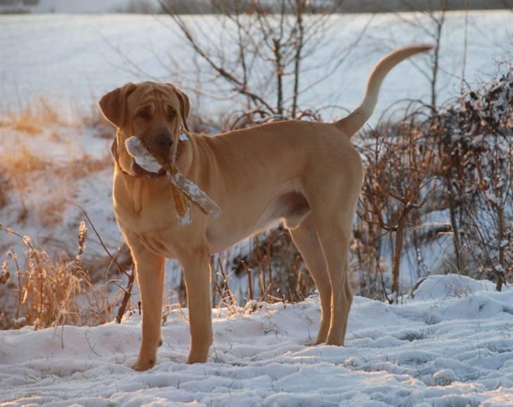 Broholmer Tjalfe - Tjalfe i den første sne d. 02 januar billede 16