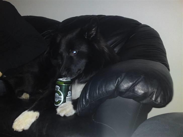 Islandsk fårehund Balder - En rigtig hund er en øl-hund ;-) billede 14