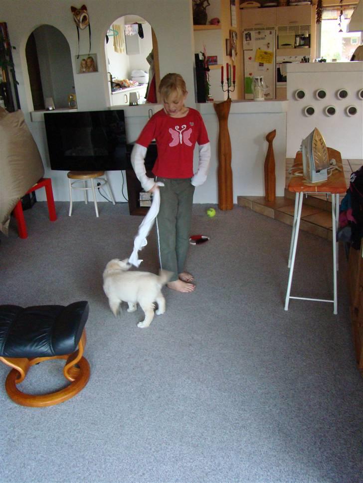 Golden retriever Balou.. - Balou leger med mig:-) billede 14