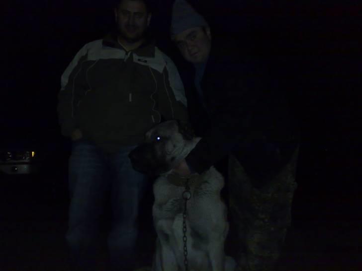 Kangal süslü - Panter billede 7