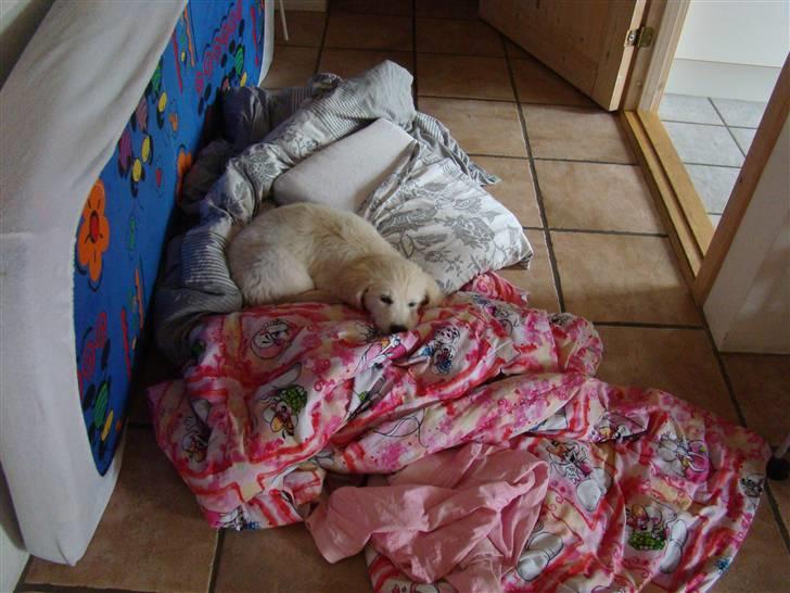 Golden retriever Balou.. - Balou i min dyne!!!!!!!! billede 15