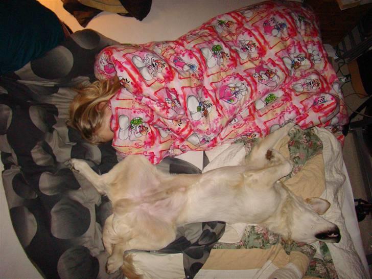 Golden retriever Balou.. - Mig og Balou sover:-) billede 16