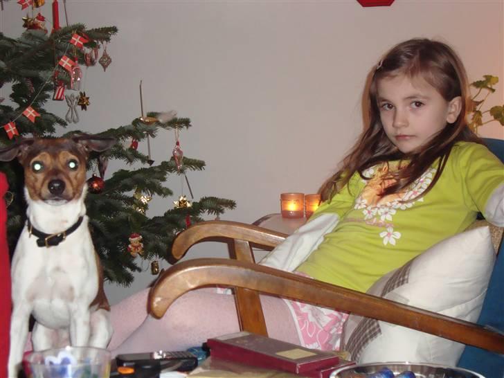 Dansk svensk gaardhund Lucky. RIP! (L) billede 8