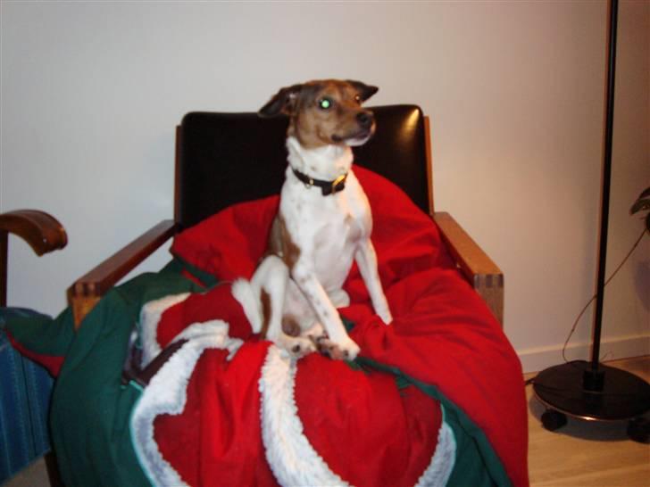 Dansk svensk gaardhund Lucky. RIP! (L) billede 10