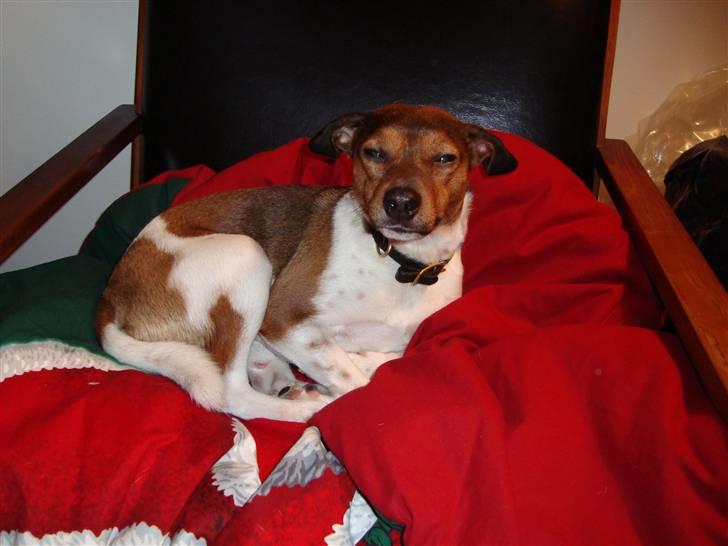 Dansk svensk gaardhund Lucky. RIP! (L) billede 11