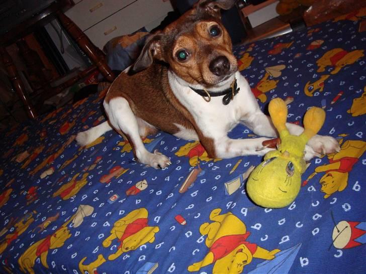 Dansk svensk gaardhund Lucky. RIP! (L) billede 12