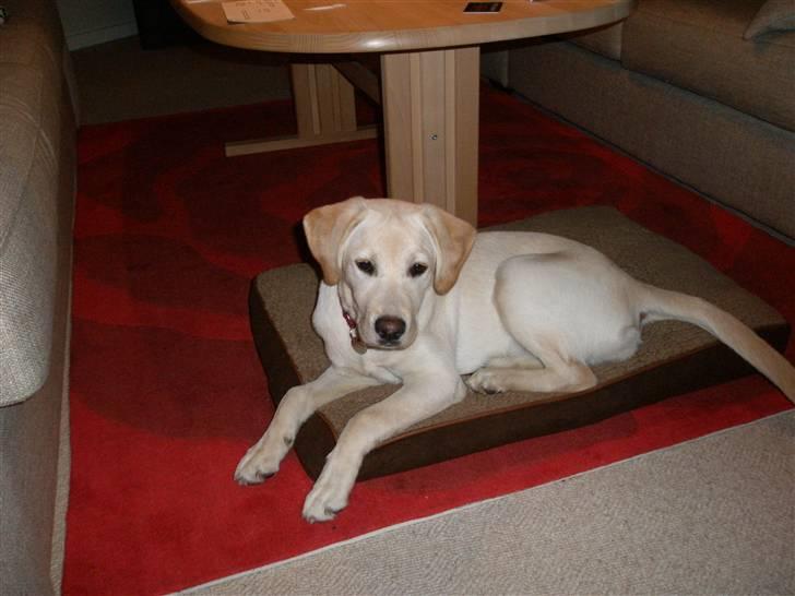 Labrador retriever Luna billede 9