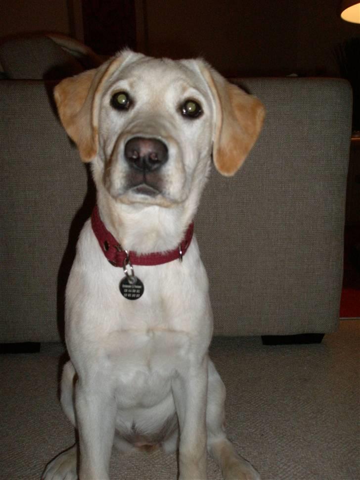 Labrador retriever Luna billede 10