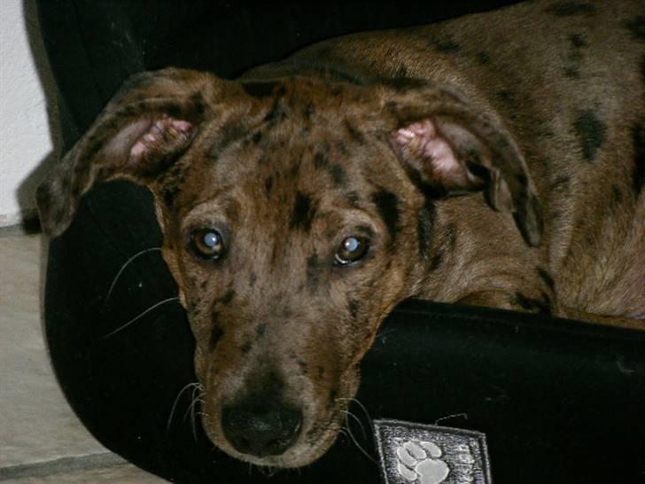 Blanding af racer Sylvester Aka. "Sælen" - Første dag i det nye hjem, han fandt sig hurtigt til rette i kurven billede 1