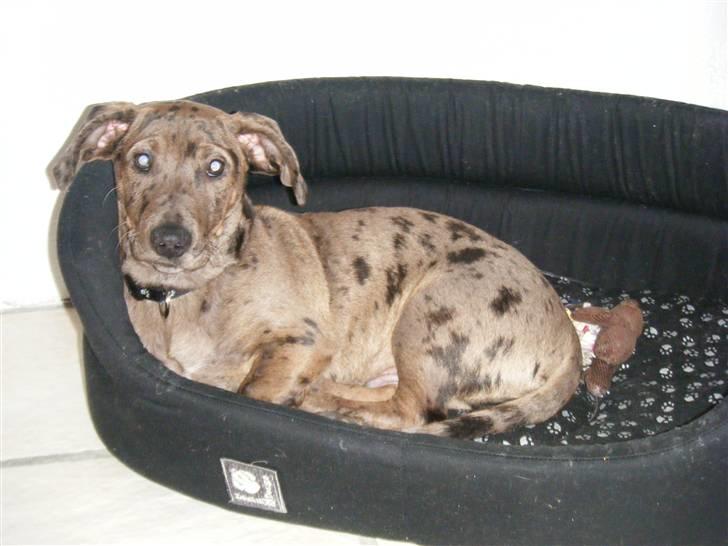 Blanding af racer Sylvester Aka. "Sælen" - Er det her jeg skal bo?? billede 2