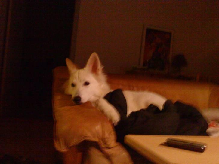 Hvid schæfer Sandy - Ahh, dejligt med en slapper billede 6