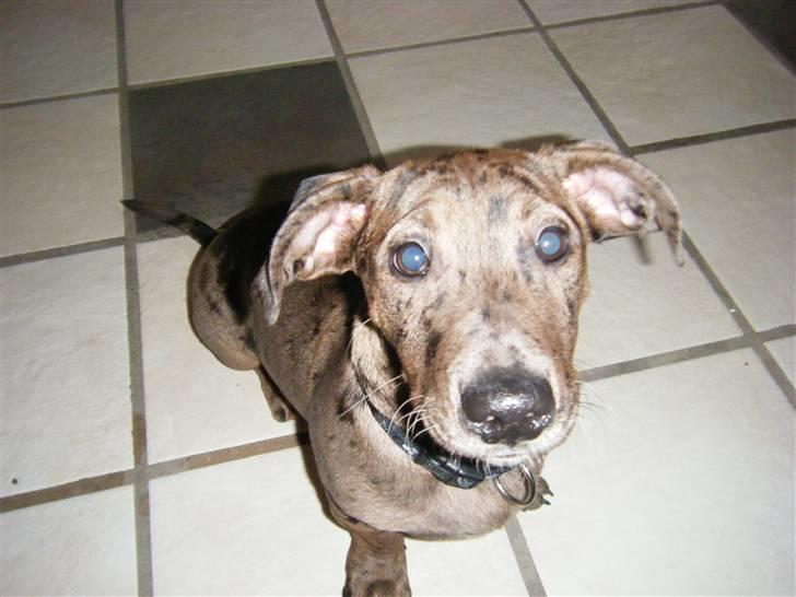 Blanding af racer Sylvester Aka. "Sælen" billede 3