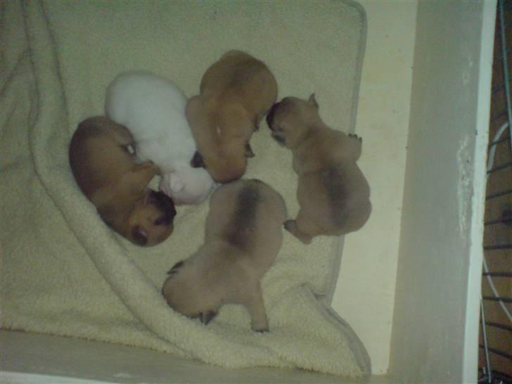 Fransk bulldog Lui Aimeé Hector - Hector og hans søskende. (det er Hector helt til højre) 3 uger billede 6