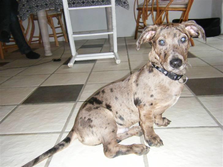 Blanding af racer Sylvester Aka. "Sælen" - Tjek min sexede krop ;-) billede 4