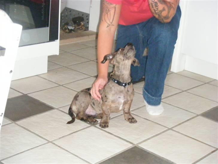 Blanding af racer Sylvester Aka. "Sælen" - Har du en Go bid?? billede 5