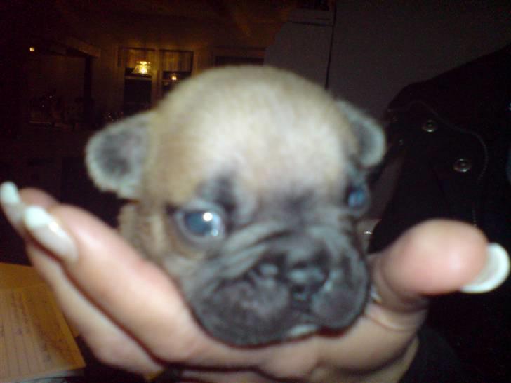 Fransk bulldog Lui Aimeé Hector - 3 uger billede 9