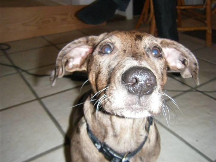 Blanding af racer Sylvester Aka. "Sælen" - Mit liv som hund :-) billede 6