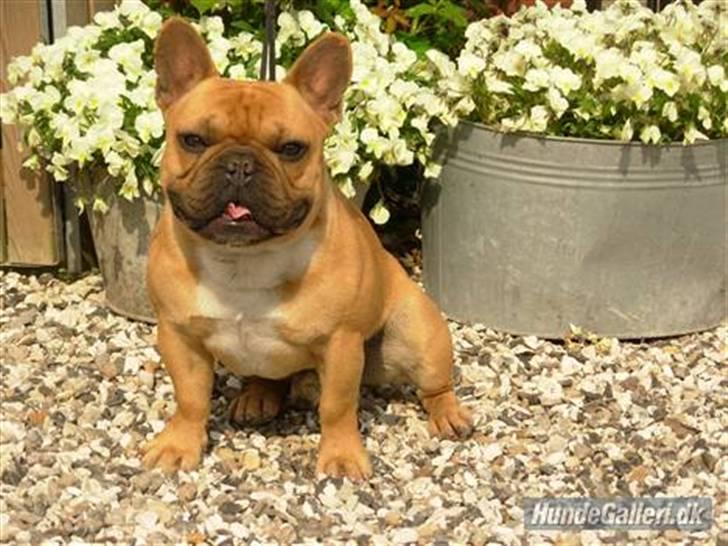 Fransk bulldog Lui Aimeé Hector - Hector´s far Mango billede 10