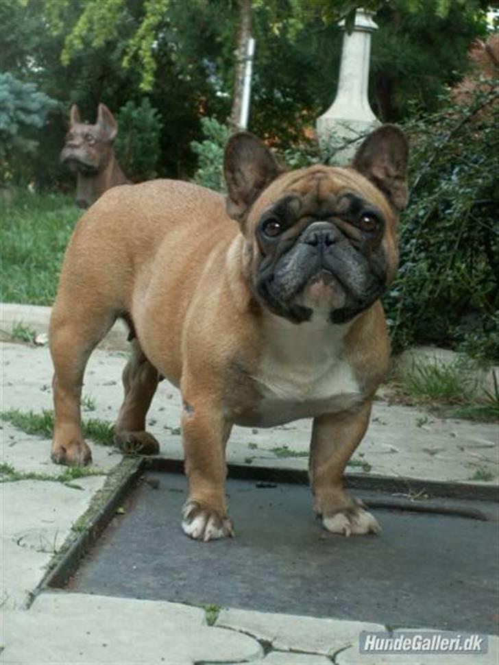 Fransk bulldog Lui Aimeé Hector - Hector´s mor Anny billede 11