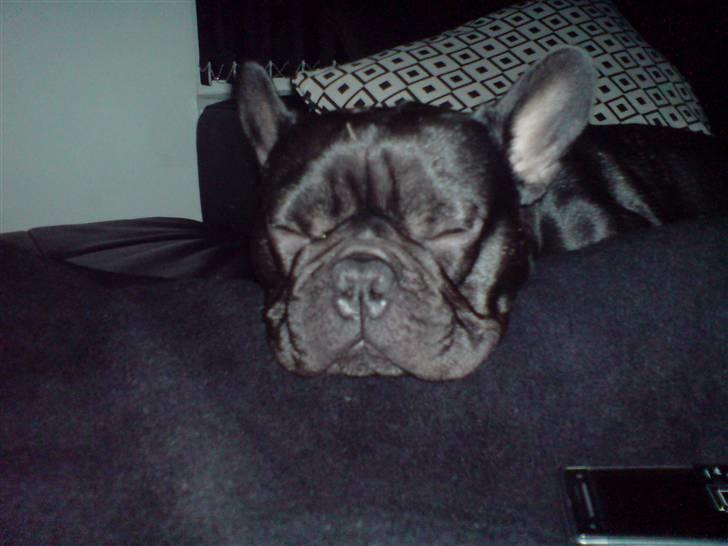 Fransk bulldog Viggo Mortensen - lige en lille lur! billede 18