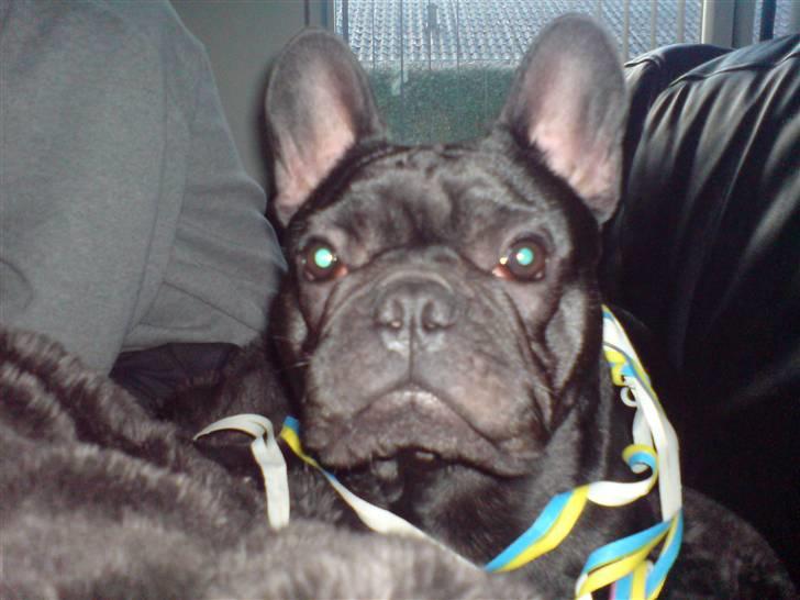 Fransk bulldog Viggo Mortensen - mor synes jeg skulle pyntet til nytårsaften.. billede 19