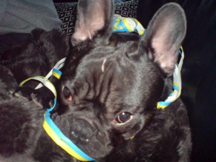 Fransk bulldog Viggo Mortensen - det synes jeg ikke.. !!!!! billede 20