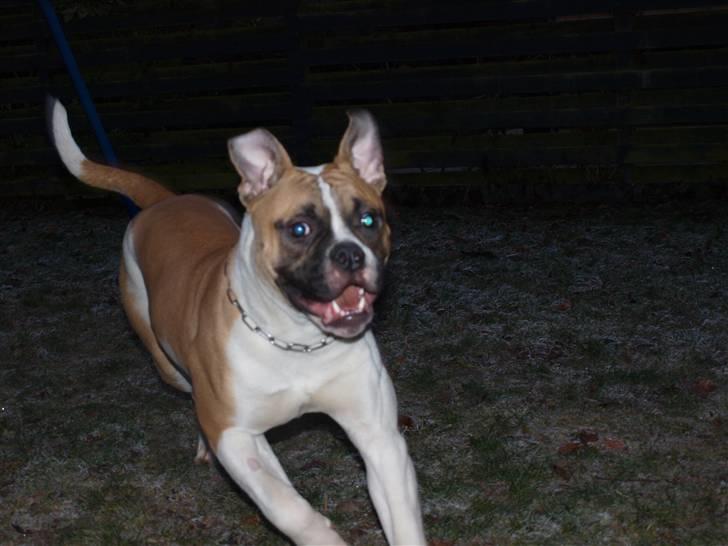 Amerikansk bulldog CadillacBulls " Tank " billede 14