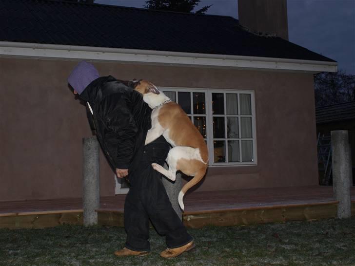 Amerikansk bulldog CadillacBulls " Tank " billede 15