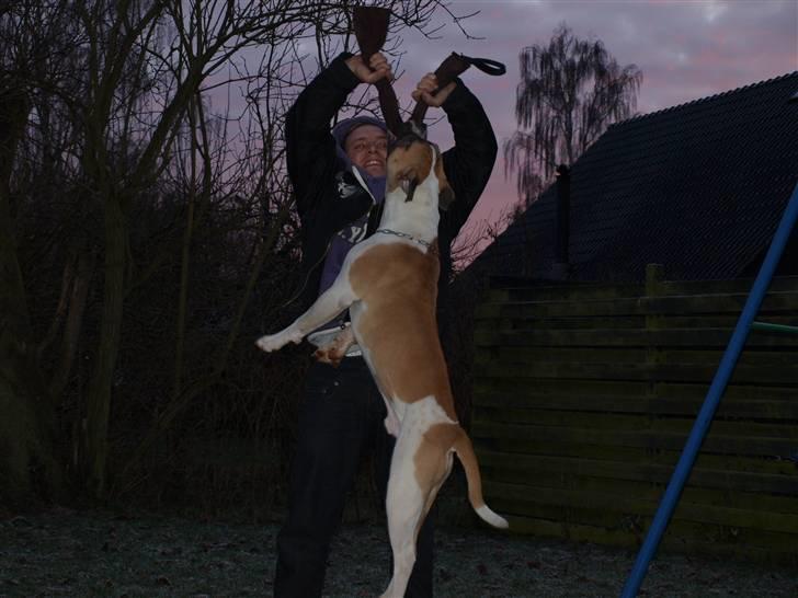 Amerikansk bulldog CadillacBulls " Tank " billede 16