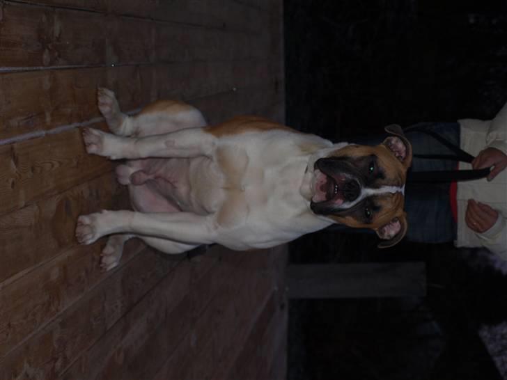 Amerikansk bulldog CadillacBulls " Tank " billede 17