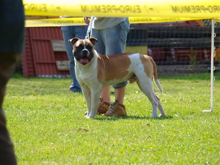 Amerikansk bulldog CadillacBulls " Tank " billede 18