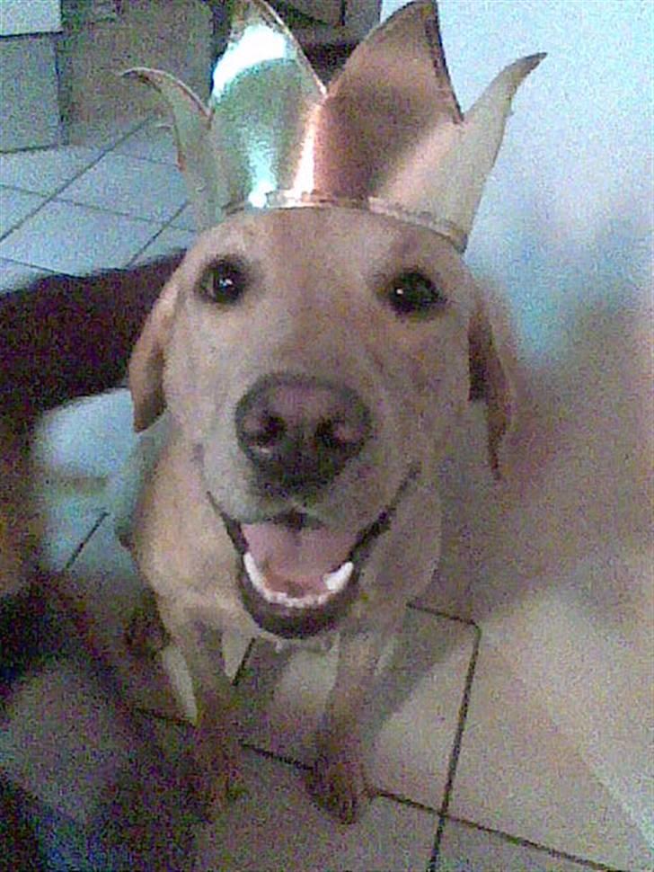 Labrador retriever Hector - miin dejjlige hector billede 1