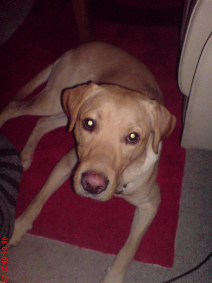 Labrador retriever Hector - ser tv sammen med os andre:P billede 2