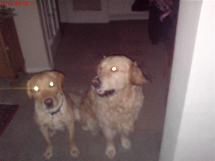 Labrador retriever Hector - Anton og Hector nytårsaften:) billede 3