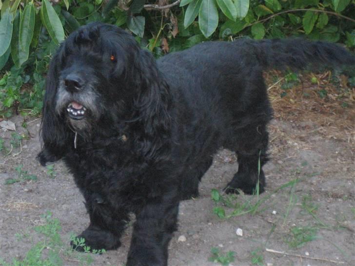 Blanding af racer Rollo R.I.P.  - Rollo i haven billede 1