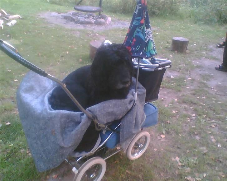 Blanding af racer Rollo R.I.P.  - Rollo i klapvogn - viste sig, at han havde brækket den ene knogle i venstre forben billede 2