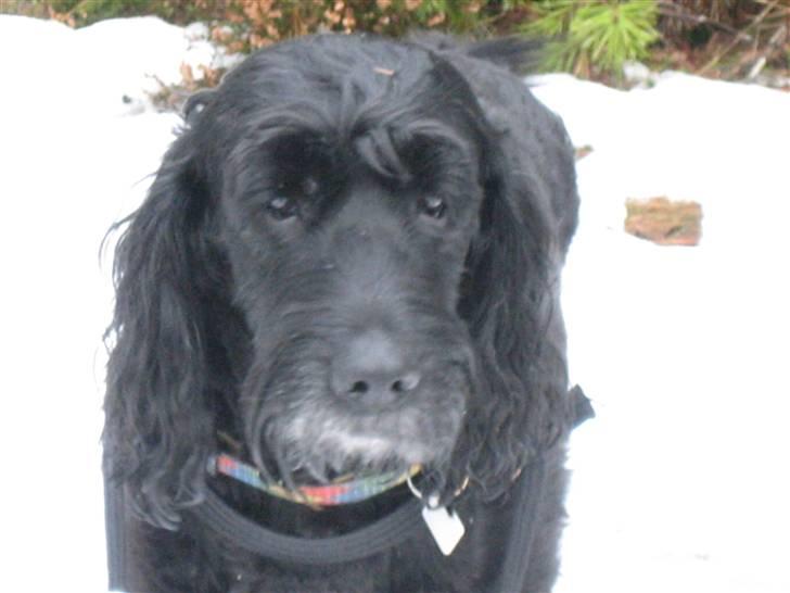 Blanding af racer Rollo R.I.P.  - Rollo med på skiferie i Norge billede 3