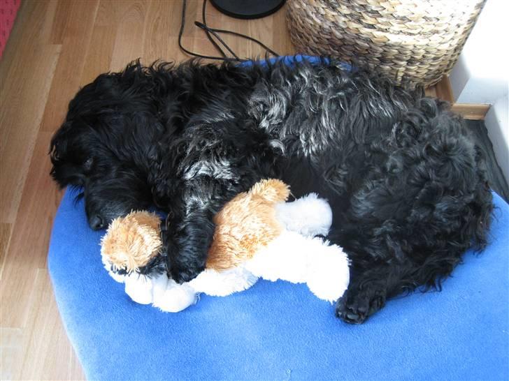 Blanding af racer Rollo R.I.P.  - Det er hårdt at være på skiferie. Der må soves. billede 4